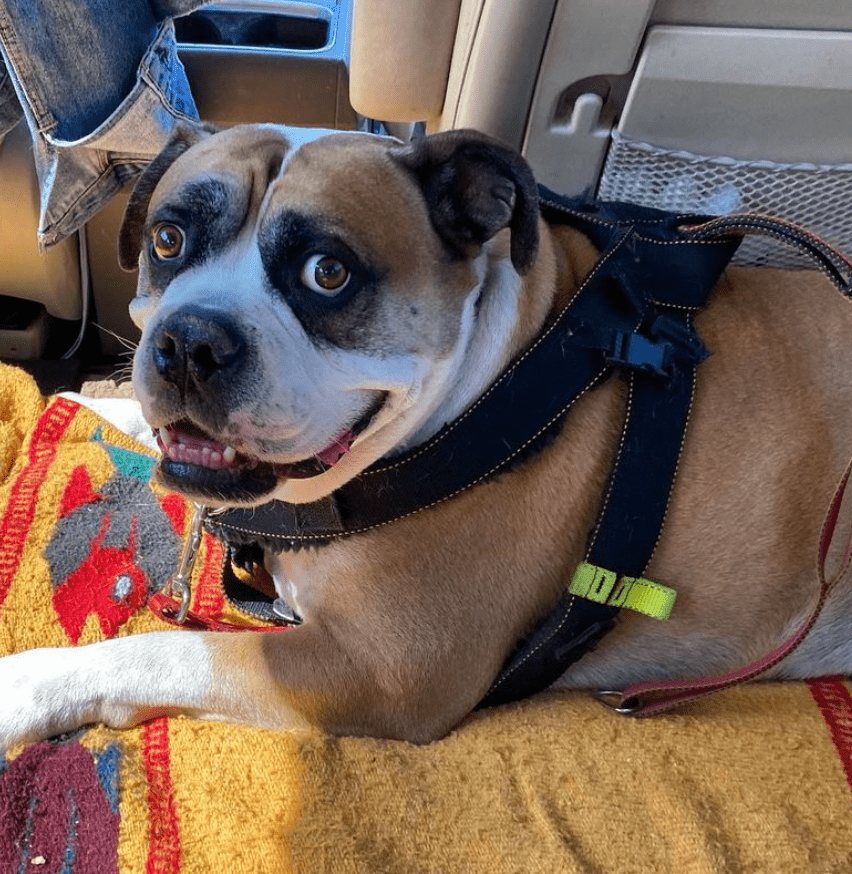 car Harness for XL dogs Bernese Mountain dog car harness