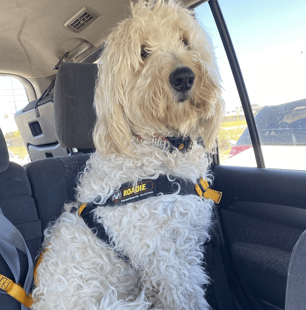 SurfDog Australia DOG CAR RESTRAINT - Ruff Rider Roadie