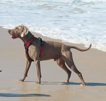 SurfDog Australia Dog Harness -  Huskimo ULTIMATE Harness