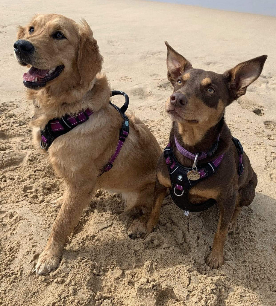 SurfDog Australia Dog Harness -  Huskimo ULTIMATE Harness
