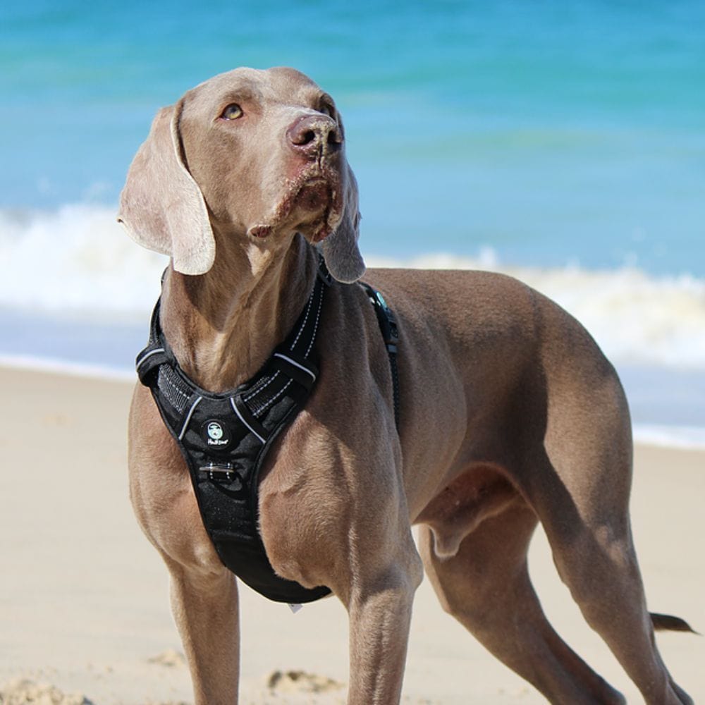 SurfDog Australia Dog Harness -  Huskimo ULTIMATE Harness