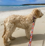 The brightest, coolest collars and leashes you will see on the beach this summer. Our collars and leashes are made with board short fabric in vibrant beach colours. Neoprene handles for comfort and 2 widths for small and large dogs. Dog leashes for dogs that love the beach