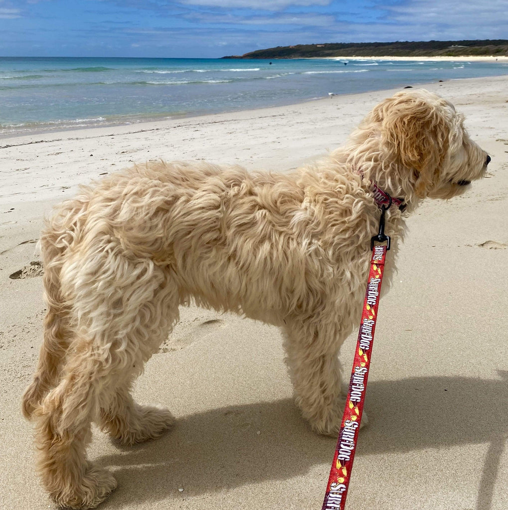 The brightest, coolest collars and leashes you will see on the beach this summer. Our collars and leashes are made with board short fabric in vibrant beach colours. Neoprene handles for comfort and 2 widths for small and large dogs. Dog leashes for dogs that love the beach