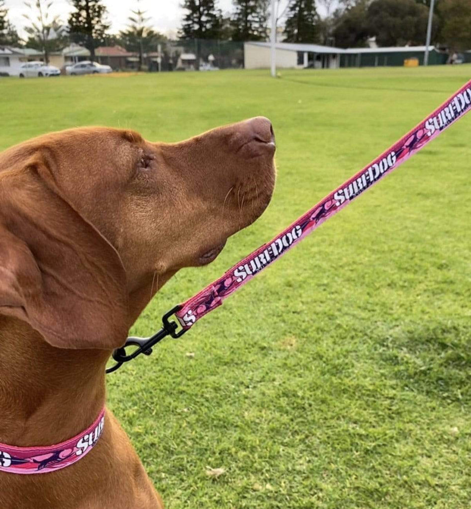 The brightest, coolest collars and leashes you will see on the beach this summer. Our collars and leashes are made with board short fabric in vibrant beach colours. Neoprene handles for comfort and 2 widths for small and large dogs. Dog leashes for dogs that love the beach