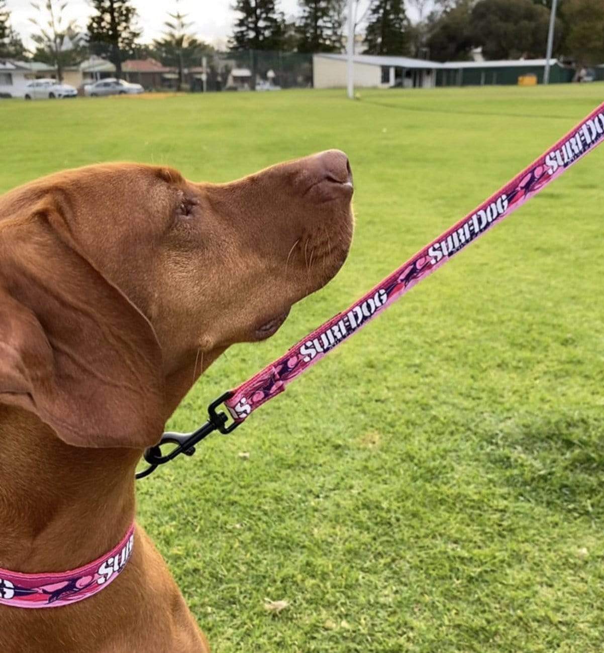 Australian Handmade Dog Collars and Leads