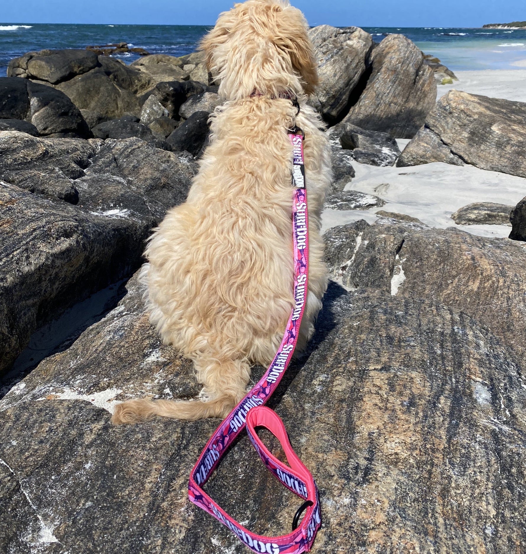 The brightest, coolest collars and leashes you will see on the beach this summer. Our collars and leashes are made with board short fabric in vibrant beach colours. Neoprene handles for comfort and 2 widths for small and large dogs. Dog leashes for dogs that love the beach