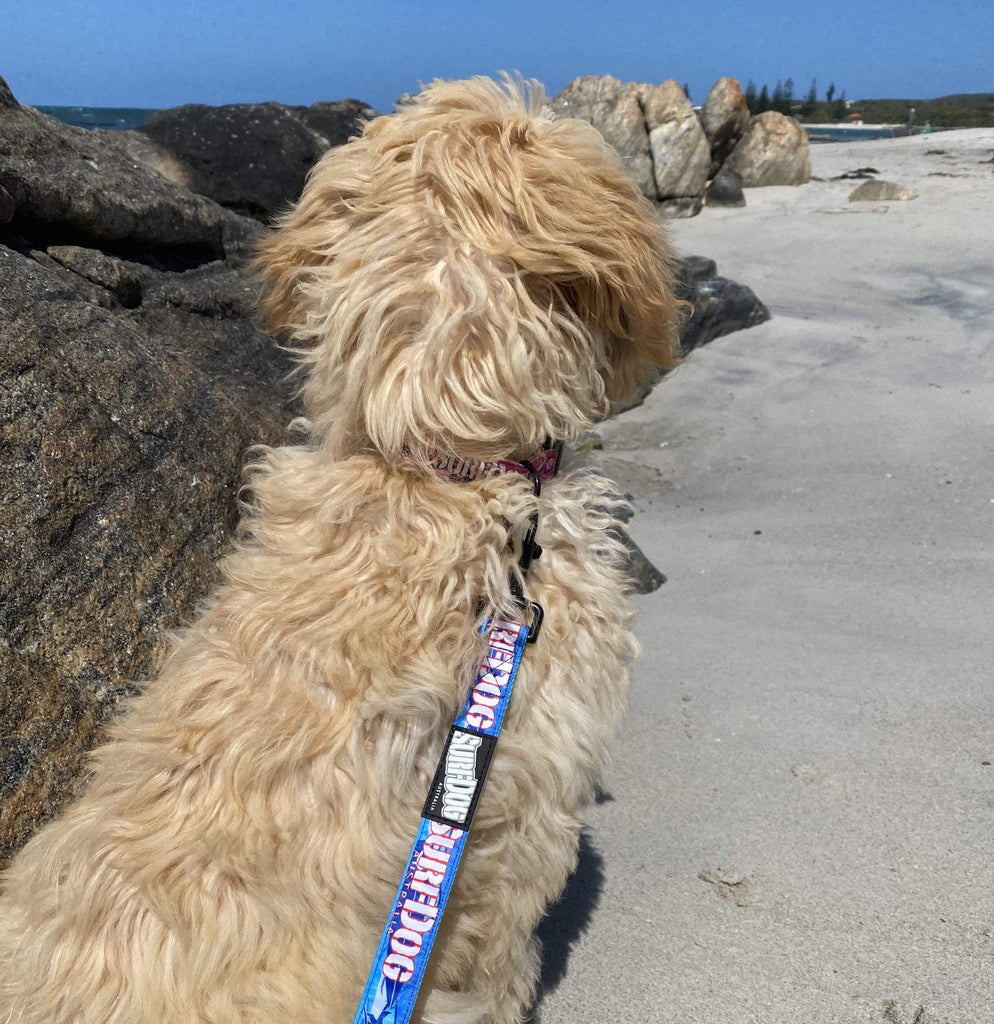 The brightest, coolest collars and leashes you will see on the beach this summer. Our collars and leashes are made with board short fabric in vibrant beach colours. Neoprene handles for comfort and 2 widths for small and large dogs. Dog leashes for dogs that love the beach