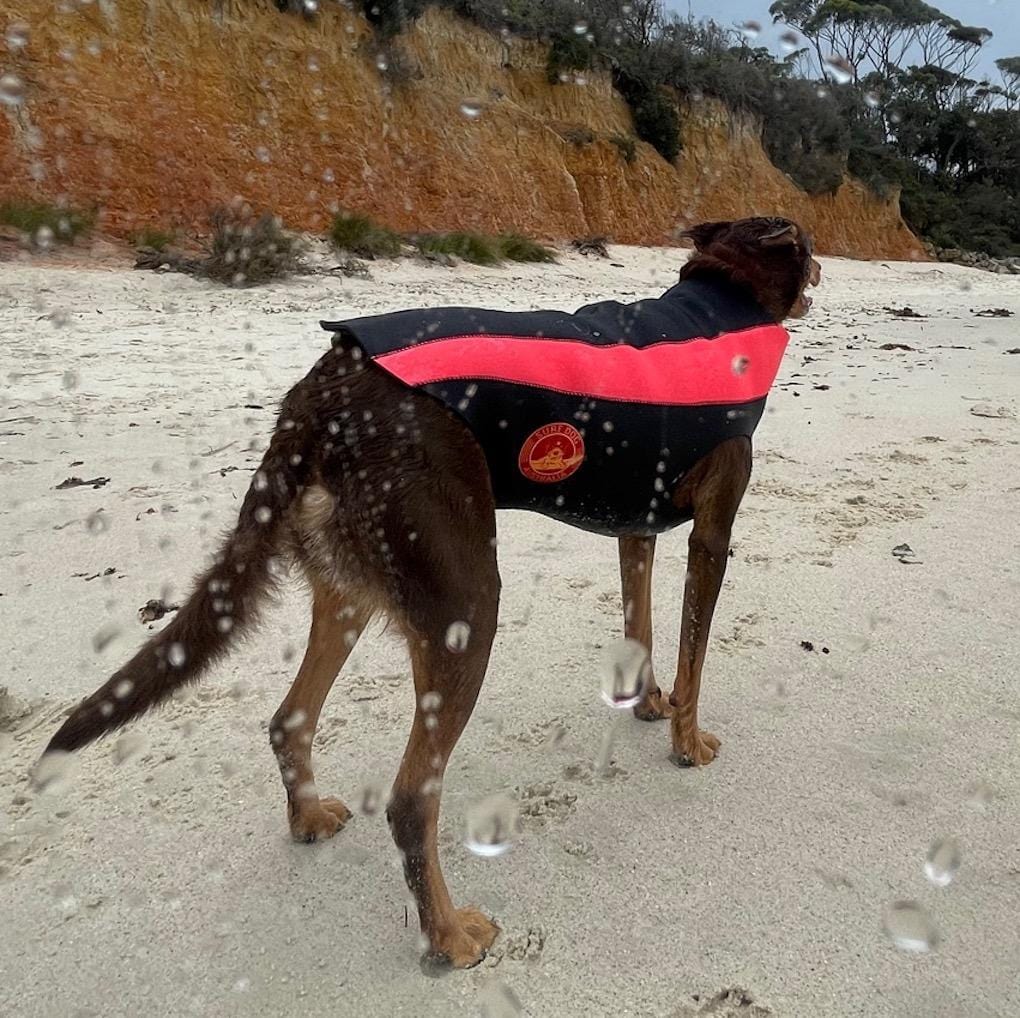 Custom Dog Wetsuits by Surfdog Australia.  Just give us your dogs measurements and we will make your dog wetsuit for you. 