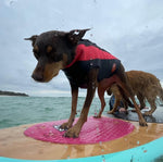 SurfDog Australia Dog Wetsuit - Custom Dog Wetsuits