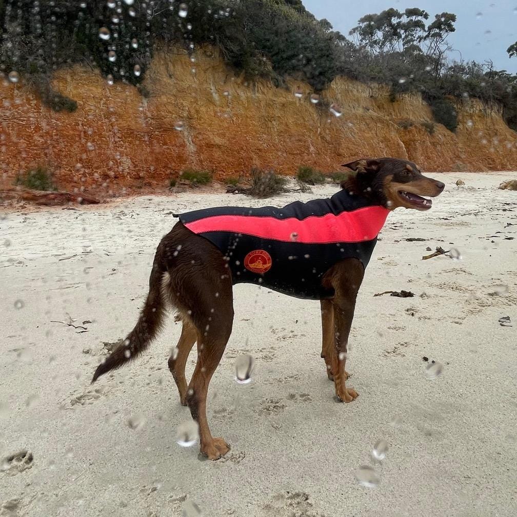 SurfDog Australia Dog Wetsuit - Custom Dog Wetsuits