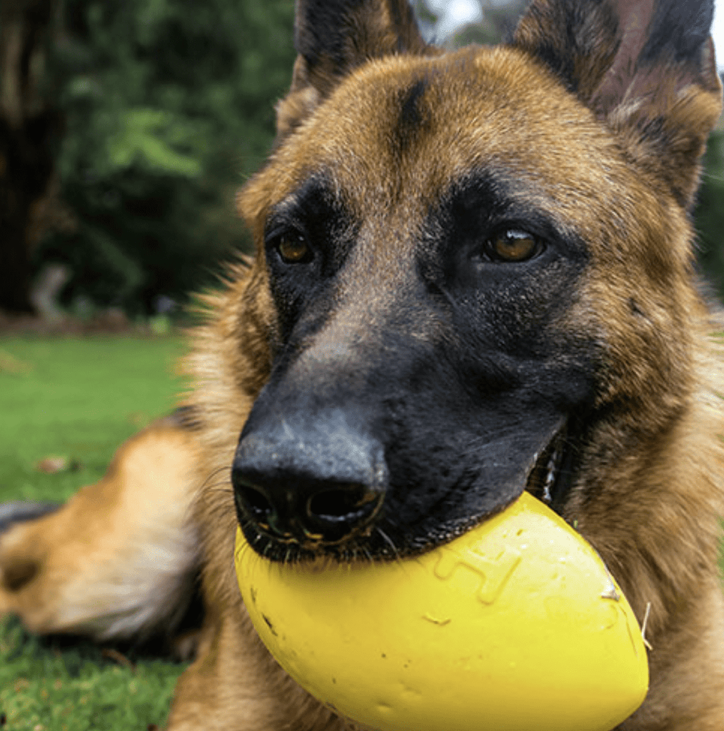 This Dog Footy is an extremely durable dog ball made out of Duralite. Dog Toy that squeaks and is kind to teeth and its super bouncy! Dog toys that are safe fun and non-toxic. Dog toys designed the last. The best dog ball in Australia.