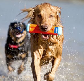 SurfDog Australia Toy - Amphibious Bumper